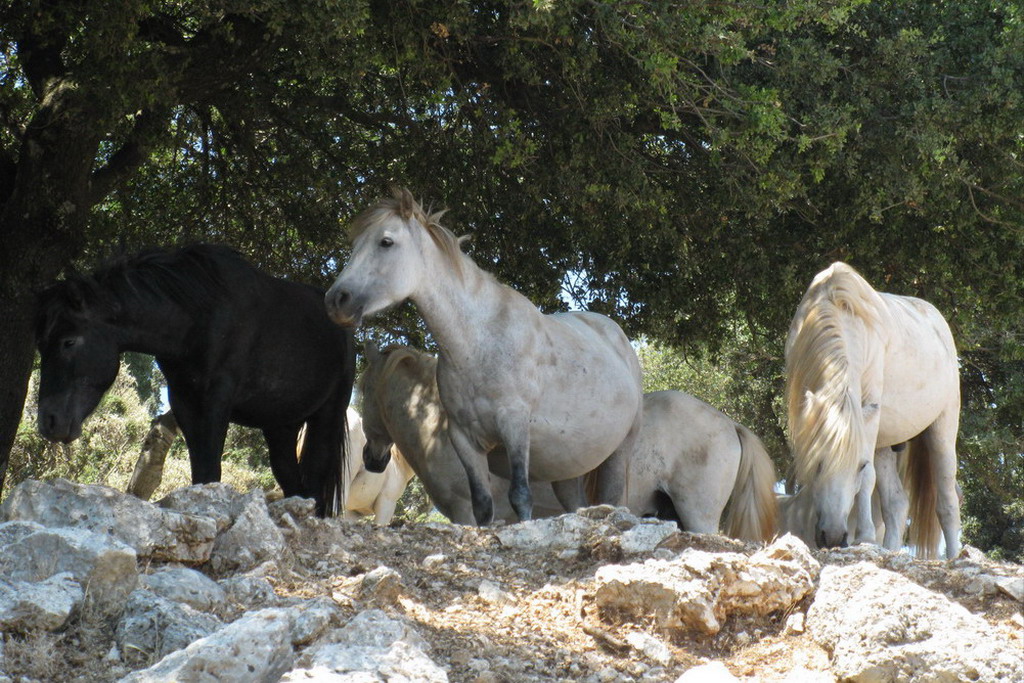  Divlji konji na Kefaloniji 